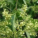Euonymus hamiltonianus 'Ydoensis' fleur P1A